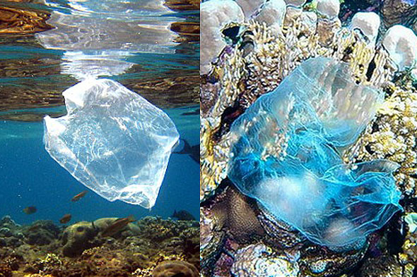 Bags in Ocean